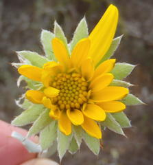 Berkheya cuneata