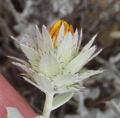 Berkheya cuneata