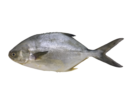 Paloma pompano (Trachinotus paitensis) — Carangidae — 2