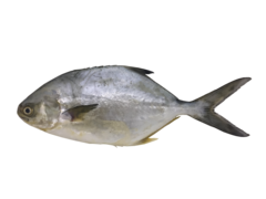 Trachinotus paitensis