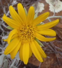 Berkheya cuneata