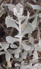 Berkheya cuneata