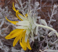 Berkheya cuneata