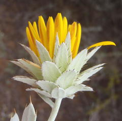 Berkheya cuneata