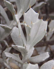 Berkheya cuneata