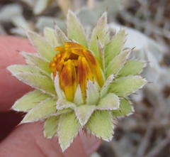 Berkheya cuneata