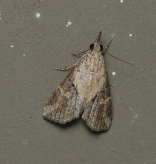 Hypena minualis