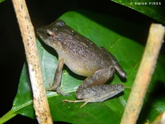 Haddadus binotatus