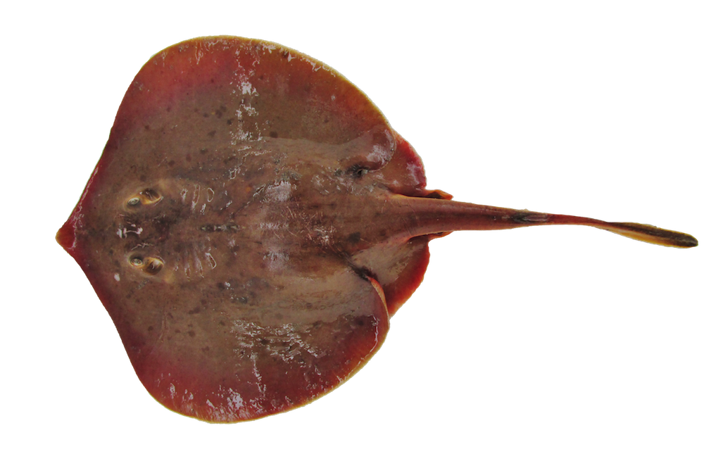 Blotched Stingray
