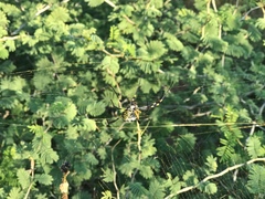 Trichonephila senegalensis