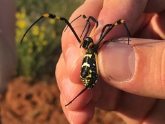 Trichonephila senegalensis