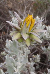 Berkheya cuneata