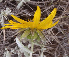 Berkheya cuneata
