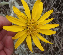 Berkheya cuneata