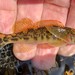 Etheostoma swannanoa - Photo (c) Rob Van Epps, some rights reserved (CC BY-NC), uploaded by Rob Van Epps