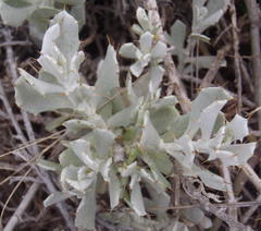 Berkheya cuneata