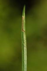 Liriomyza eupatorii