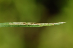 Liriomyza eupatorii