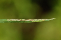 Liriomyza eupatorii