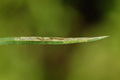 Liriomyza eupatorii