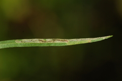 Liriomyza eupatorii