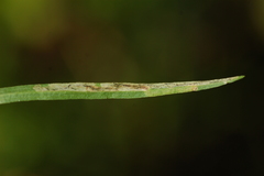 Liriomyza eupatorii
