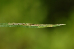 Liriomyza eupatorii