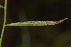 Liriomyza eupatorii