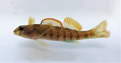 Etheostoma thalassinum