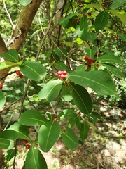 Erythroxylum areolatum