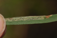 Liriomyza eupatorii