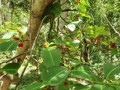 Erythroxylum areolatum