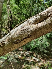 Erythroxylum areolatum