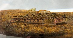Etheostoma thalassinum