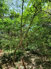 Erythroxylum areolatum