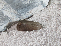 Hypocalinae