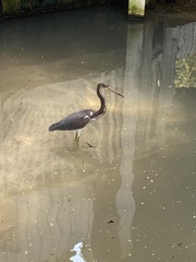 Egretta tricolor image