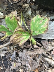 Trillium erectum