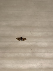 Idaea gemmata