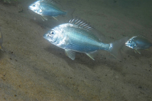 Black bream (Acanthopagrus butcheri) — Sparidae — 5