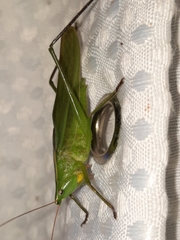 Neoconocephalus retusus