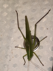 Neoconocephalus retusus