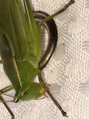 Neoconocephalus retusus