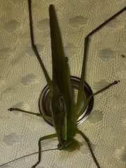 Neoconocephalus retusus