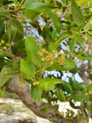 Sarcomphalus domingensis