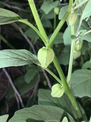 Physalis solanacea