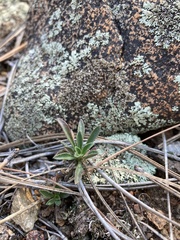 Boechera sanluisensis