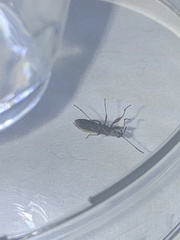 Paromius longulus