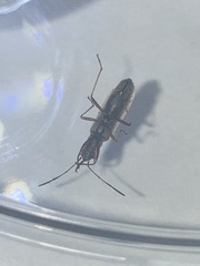 Paromius longulus