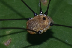 Leiobunum aldrichi